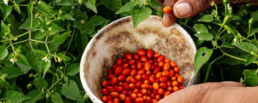 The USA Foodie Bucket List: 2024